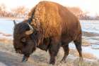 USA, Colorado, Denver. Bison grazing edge of auto tour road Rocky Mountain Arsenal NWR. Art Print